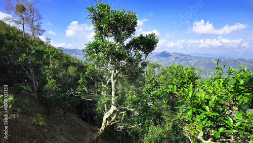 400 year old Tea plantation