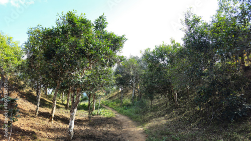 400 year old Tea plantation