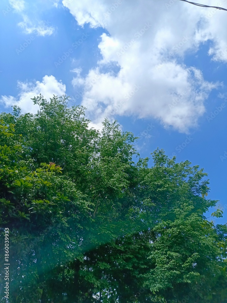 Fototapeta premium Green Trees and Blue Sky with Fluffy Clouds