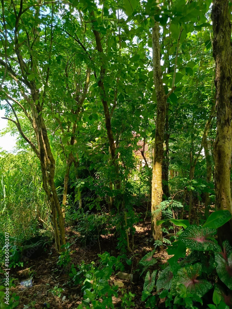 Obraz premium Lush Green Forest Under Sunlight