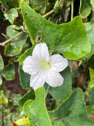 Ivy gourd flower in nature garden