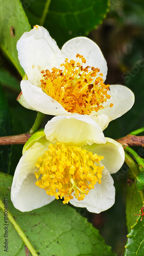 The tea flowers are blooming