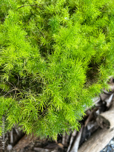 green Foxtail Fern in the garden