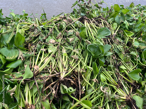 green water hyacinth grass on the ground