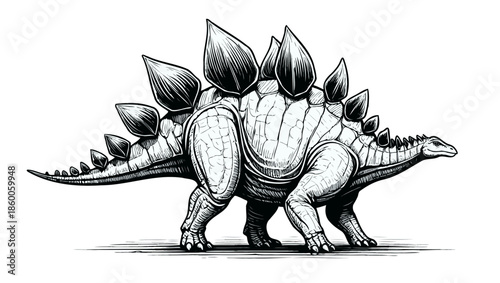 Stegosaurus Plate Backed Dinosaur illustration