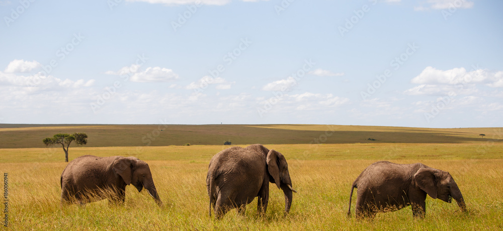 Obraz premium Elefante africano caminando por la sabana, Reserva Nacional Masái Mara, Kenia