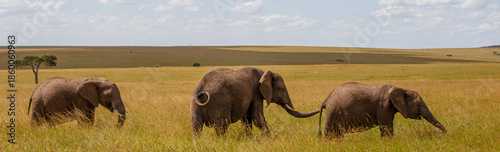 Foto Elefante africano caminando por la sabana, Reserva Nacional Masái Mara, Kenia