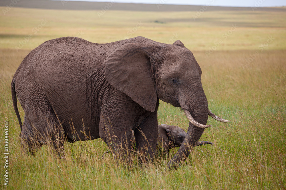Obraz premium Elefante africano caminando por la sabana, Reserva Nacional Masái Mara, Kenia