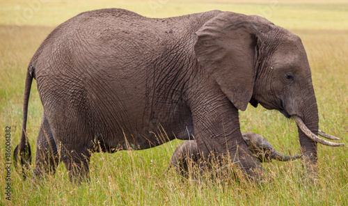 Foto Elefante africano caminando por la sabana, Reserva Nacional Masái Mara, Kenia