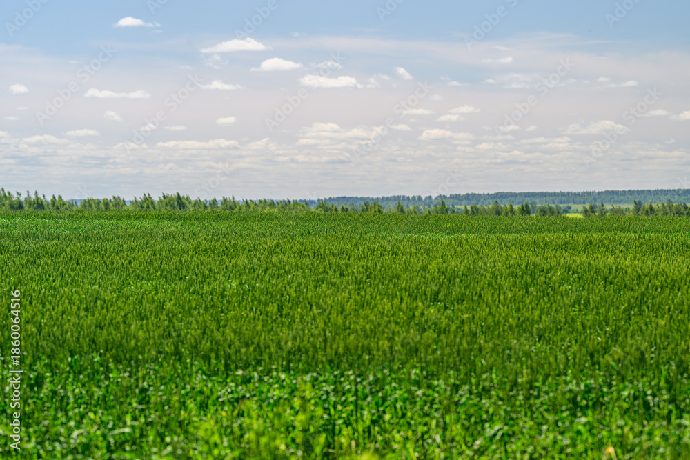 Fototapeta premium A Stunning Lush Green Agricultural Landscape Beneath a Bright Blue Sky Filled with Clouds