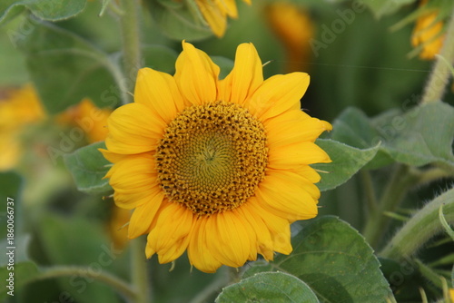 sunflower in the garden, Fort Edmonton Park, Edmonton, Alberta