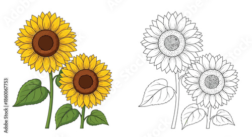 Vibrant Colorful Sunflowers With Corresponding Black and White Outline Drawing
