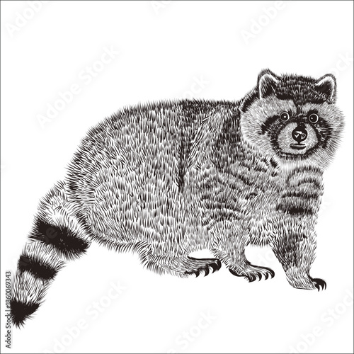 racoon image 