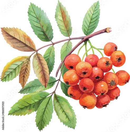 Red Rowan Berry Cluster with Leaves Botanical Watercolor Vector Illustration