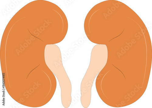 Anatomical illustration of human kidneys, renal system and internal organ medical concept on white background