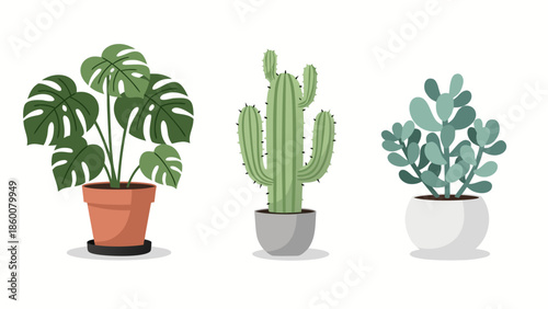 An illustration of three popular houseplants including a monstera, cactus, and succulent
