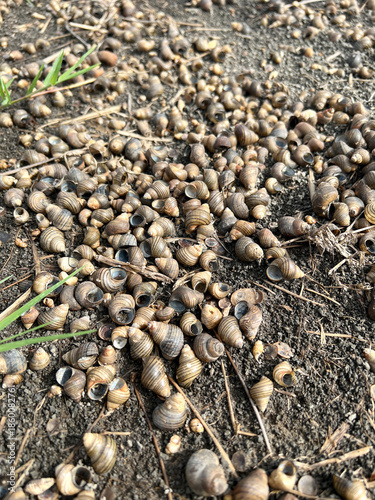 close up of a pile of brown and black and white pond snail shell on the ground