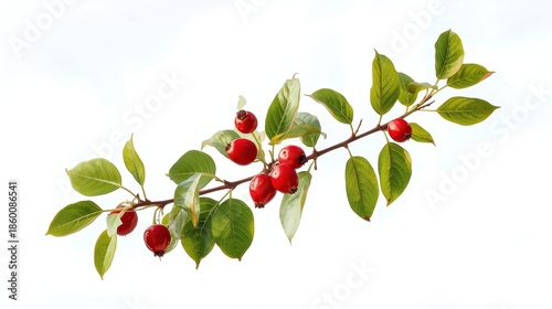 Branch of red berries with green leaves
