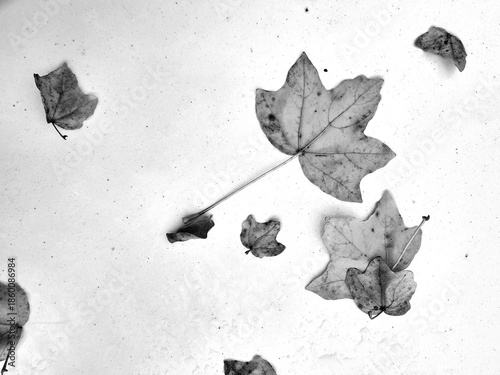 A monochrome composition of dried maple leaves scattered across a pale surface, evoking the quiet poetry of seasonal transition. Beauty of autumn’s remnants