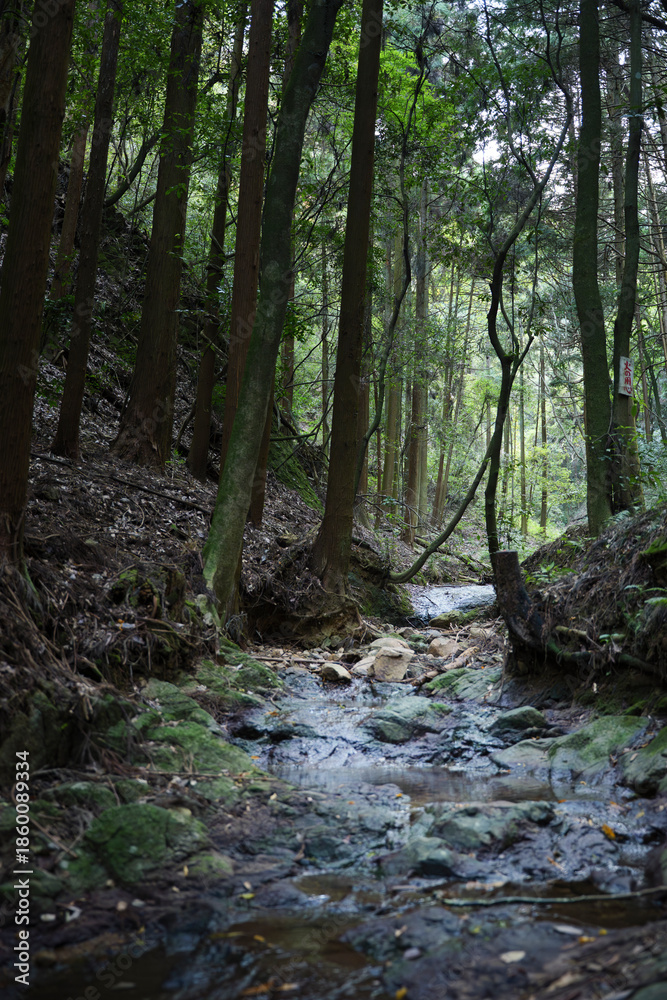 Fototapeta premium Mountain stream, moss-covered rocks, flowing river water