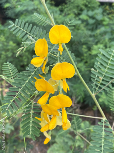 yellow sesbania flower in the garden
