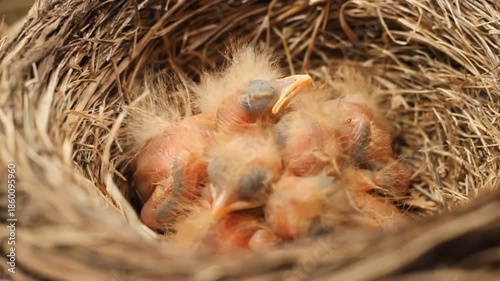 Tiny little newly hatched chicks in the nest. Fieldfare (Turdus pilaris).