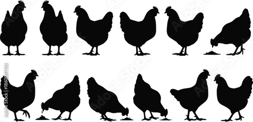 Chicken and hen silhouette collection, farm poultry poses, feeding birds illustration, black animal shapes isolated on white background set