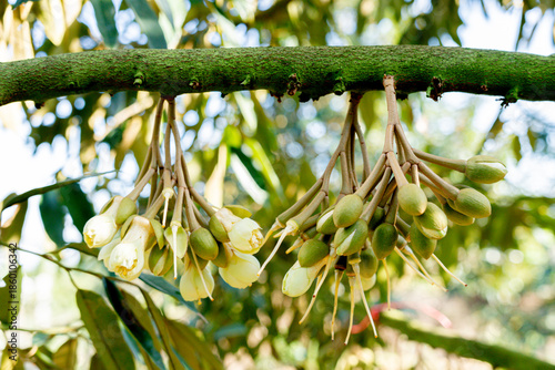 young durian flowers blooming on tree branch