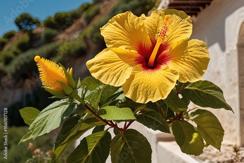 Wallpaper Mural Yellow hibiscus flower in Greece vibrant Torontodigital.ca