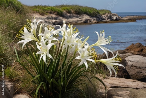 Wallpaper Mural Hymenocallis littoralis growing along shore Torontodigital.ca