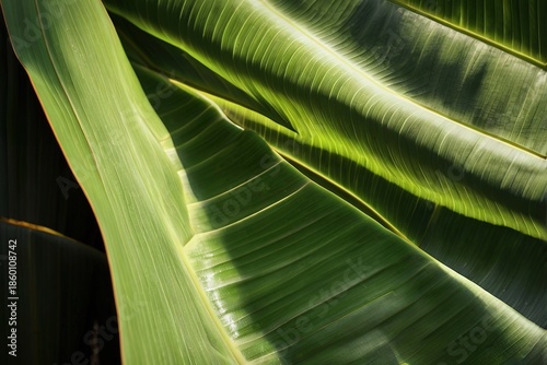 Wallpaper Mural Tropical green banana leaf with interplay Torontodigital.ca