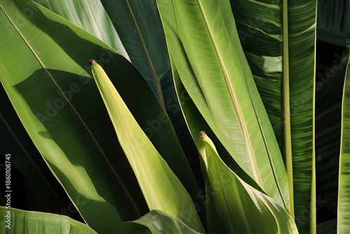 Wallpaper Mural Tropical green banana leaf with interplay Torontodigital.ca