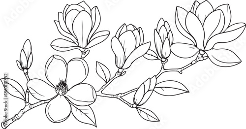 An elegant botanical illustration features a magnolia branch with several open blossoms, partially opened flowers, and closed buds, rendered in a detailed black and white line art style.