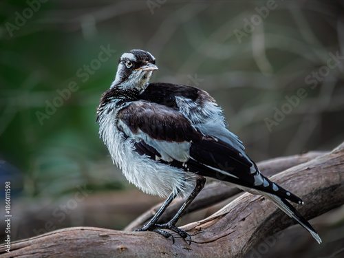 Indignant Looking Magpie Lark On Log