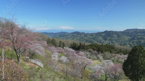  美の山公園の展望台から見えるヤマザクラ【パンニング】