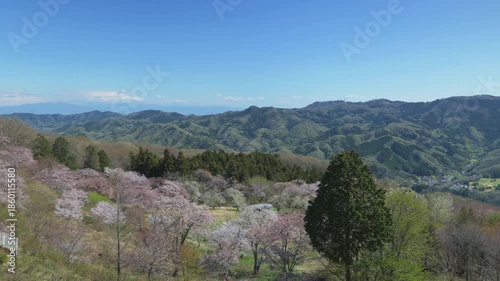  美の山公園の展望台から見えるヤマザクラ【パンニング】