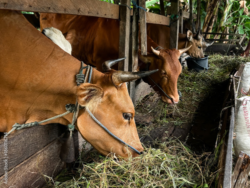 Close up of the cow in the barn