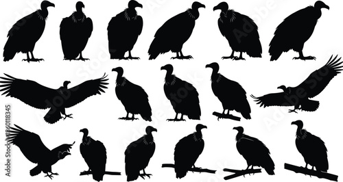 Black vulture silhouettes set with various scavenger birds in perching flying and soaring poses isolated on white background for nature design