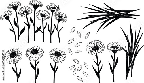 Daisy Flower Illustration Set Featuring Various Blooming Daisies Grass Blades and Seeds for Gardening Botanical Design Herbal Medicine and Nature Decor