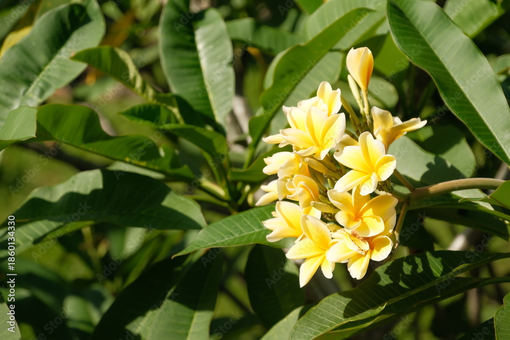 Obraz premium Plumeria or Frangipani With White and Yellow Petals