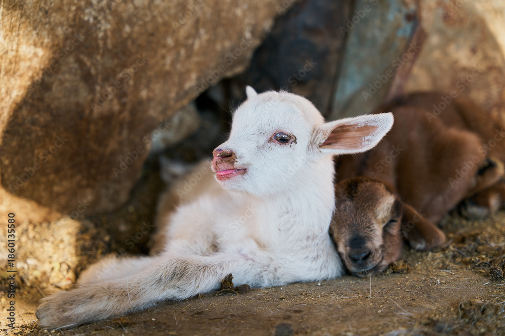 Fototapeta premium White baby goat resting in barn