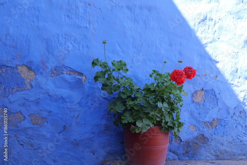 Quadro em tela A pot of red geranium against a blue stone wall