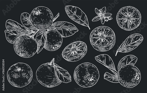 Set sketches with calamansi or calamondin, branch with yuzu, leaves and flowers. Citrus plant sketch on chalkboard. NOT AI generated