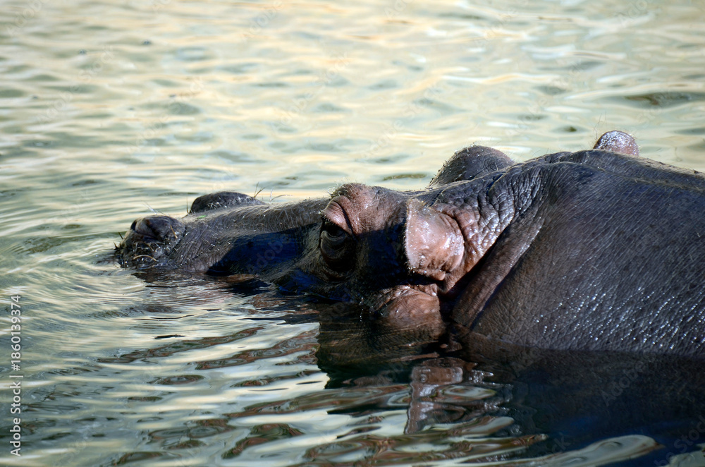 Fototapeta premium カバ