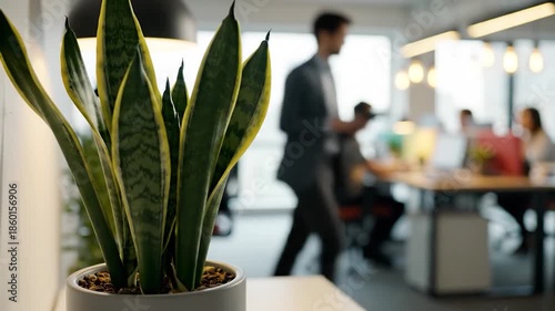 Snake Plant in Modern Office Environment with Blurred Background.