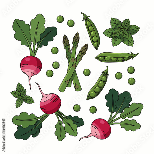Fresh organic garden vegetables and herbs illustration set with radishes, asparagus, peas, and mint leaves. Healthy food concept.