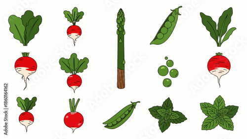 Collection of fresh vegetables and herbs, including radishes, asparagus, peas, and mint, illustrated in a simple cartoon style.
