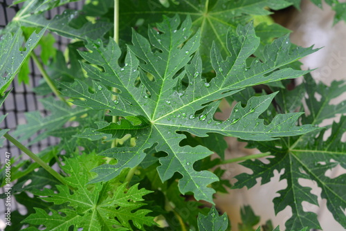 Fresh green papaya leaves with water drops after rain.