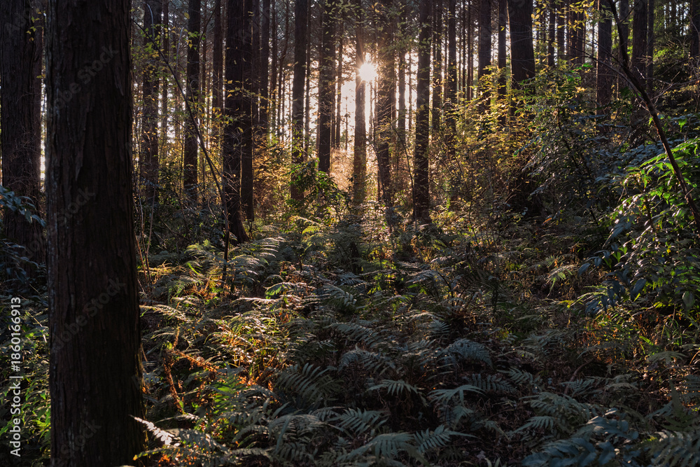 Obraz premium 冬の塔ノ岳 Winter mountaineering