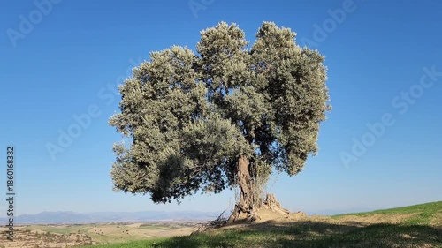 A wise, solitary olive tree offers its shade and bountiful harvest, rising majestically from a vibrant field of green winter wheat